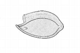   Embryo:     Aquilegia vulgaris ; Illustration by K. Parker, Kirkbride et al. (2006)
